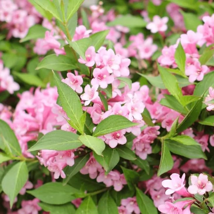 Pink Weigela Live Plant, Reblooming Weigela Shrub, Hardy Flowering Bush, Pink Bloom Landscape Plant, 6-12 Inch Tall, 4 Inch Pot - Image 5