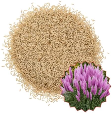 200 Purple Pampas Grass Garden Seeds, Garden Grasses - Image 2
