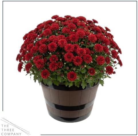 Chrysanthemum (Wine Barrel Deco Pot), Red Blooms, Live Fall Flowering Perennial, 15" Tall by 12" Wide in 3 Qt Pot - Image 3
