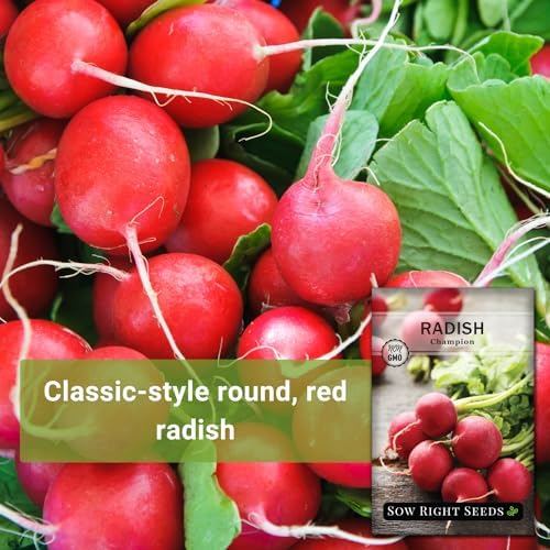 Sow Right Seeds - Champion Radish Seed for Planting Outdoor Red Radishes - Image 3