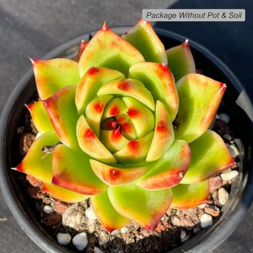 Echeveria Agavoides Blue Dragon Rare Live Succulent Plants, 1 Head Pot Size 2.5" Orange Live Plant, Excludes Pot & Soil, Garden Indoor Office Desk, Party Baby Shower Decor, Gift for Plant Enthusiasts - Image 2