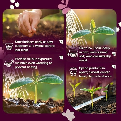 SVI 800 Calabrese Broccoli Seeds for Sprouting (Brassica oleracea VAR. capitata) - Green Broccoli Sprouts Seed Packets - Non-GMO Heirloom Vegetable Seeds for Planting Outdoors & Indoors Garden - Image 5