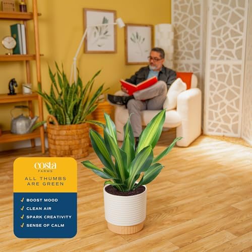 Costa Farms Dracaena, Live Indoor Plant, Easy Care, Home Decor - Image 4