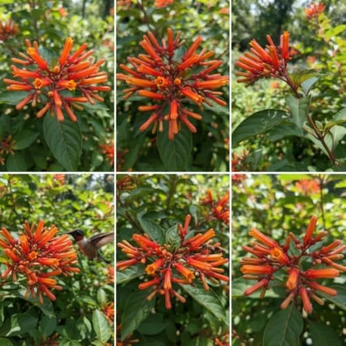 Set 2 Hamelia Firebush Live Plants, Red Orange Flowering Shrubs, 4-6" Tall - Image 5