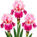 3 Bearded Iris Bulbs for Planting – Large Colorful Perennial Flowers – Hardy Outdoor Garden Plant Rhizomes, Cherry Blossom by CZGrain