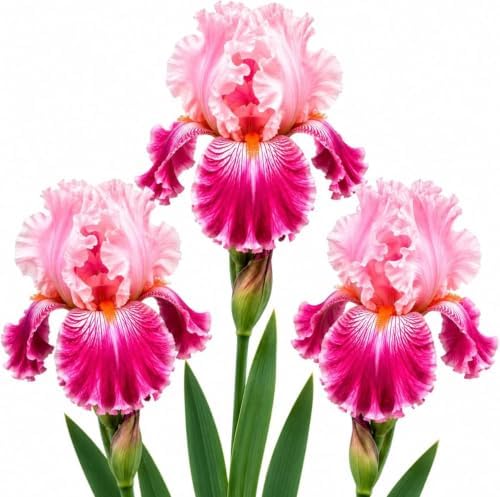3 Bearded Iris Bulbs for Planting – Large Colorful Perennial Flowers – Hardy Outdoor Garden Plant Rhizomes, Cherry Blossom by CZGrain
