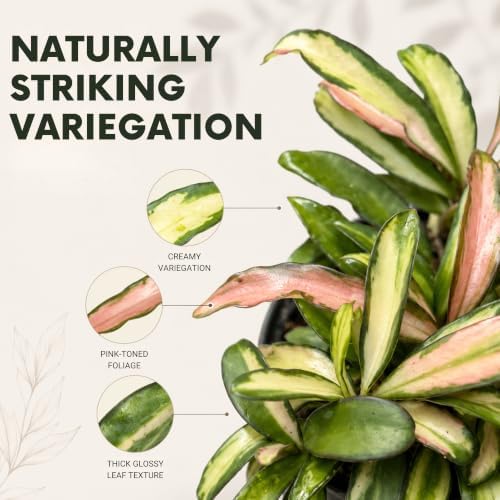 Hoya Wayetii Variegated Live Plant | Hoya Tricolor Variegata Starter Plants - Image 2