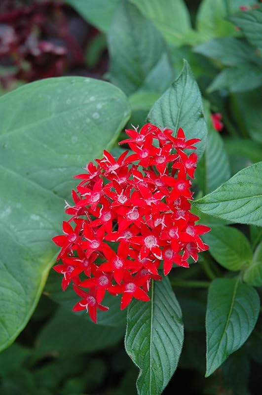 Pentas Lanceolata Ruby Glow Live Plants | Pack of 2 (Two) | 5-9" Tall | Egyptian Starcluster | Brilliant Red Flowers with White Eyes | Tall-Growing Outdoor Butterfly Magnet - Image 3