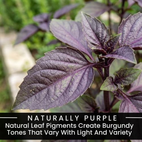 200 Purple Basil Seeds for Planting – Edible Culinary Herb Garden - Image 4