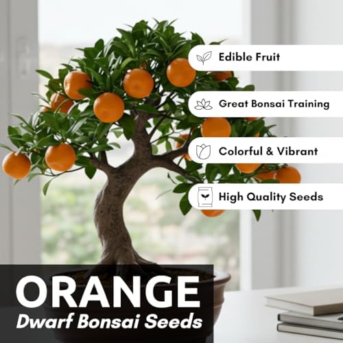 Hardy Orange Bonsai Tree Seeds for Planting - 15 Seeds - Grow Fruit Bearing Bonsai - Hardy Orange - Image 2