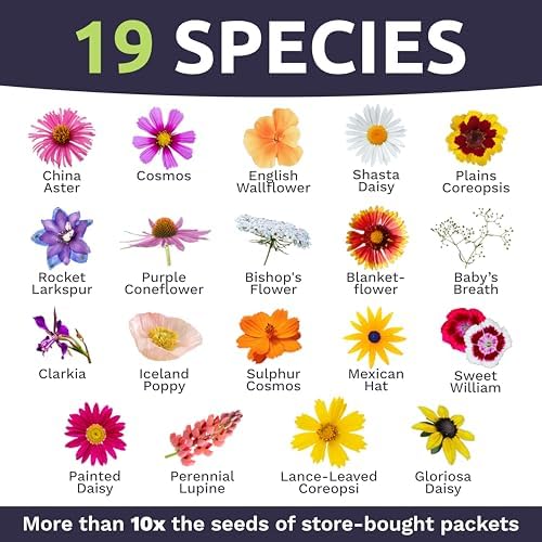 Cut Flower Garden Seeds - Extra Large 1 Ounce Packet - Over 7,500 Fresh Open Pollinated Non-GMO Wildflower Seeds - Long Lasting Annuals and Perennials with Bright Colors - Image 4