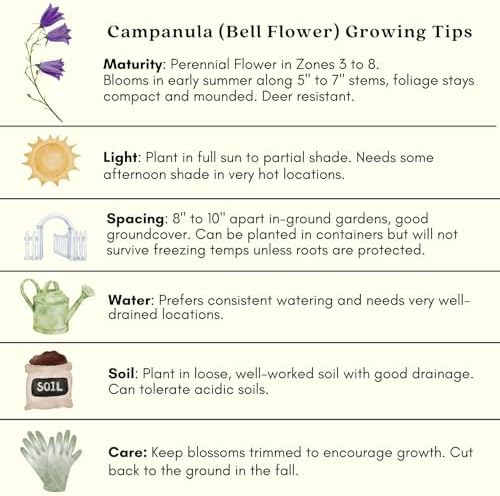 Clovers Garden Campanula (Bellflower) Rapido Blue Plants – Two (2) Live Plants – Non-GMO - Not Seeds - Each 3" to 6" Tall – in 4" Inch Pots – Perennial, Hummingbird & Bee Favorite - Image 7