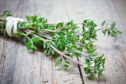 TKE Farms & Gardens - Thyme Seeds for Planting – Non-GMO, High Germination, Drought-Tolerant, 3500+ Seeds – Ideal for Indoor, Outdoor, Hydroponics, Containers, Herb Spirals, and Rock Gardens - Image 2