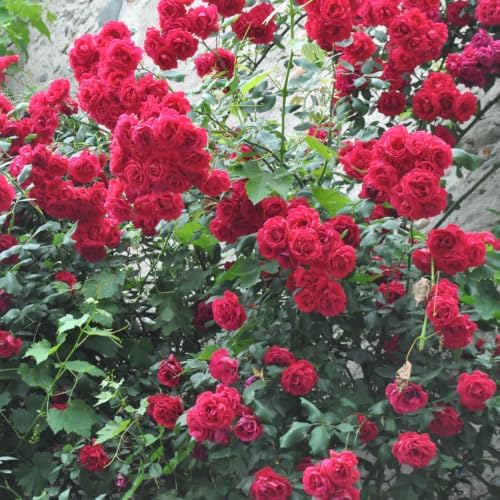 2 Red Climbing Roses Live Plants 3-6" Tall, Medium Pot, Fragrant Climbing Rose Bush, Fast Growing, Spectacular Double Blooms for Backyard Fences and Walls - Image 2