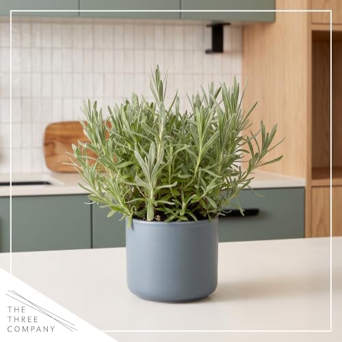 Herb - Lavender (2 Pack), Live Fragrant Herb, Aromatherapy, Wellness - Image 5