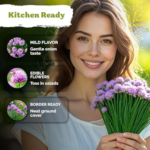 1,200 Chive Heirloom Herb Seeds for Planting, Allium Schoenoprasum - Image 4