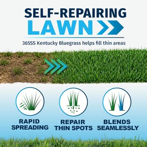Lawn Synergy North Star Kentucky Bluegrass and Tall Fescue Seed, 10 lbs - Image 4
