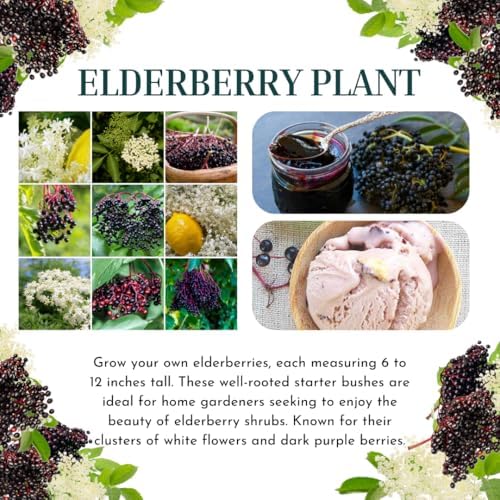 2 Black Elderberry Plants Live, Home Garden Berry Shrub, 6-12 Inch Tall - Image 3