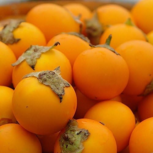Naranjilla Seeds (Solanum quitoense) Packet of 30 Seeds by PalmBeachMedicinalHerbs