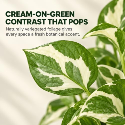 Pothos N'Joy Live Vining Plant - Variegated Indoor Houseplant - Image 2