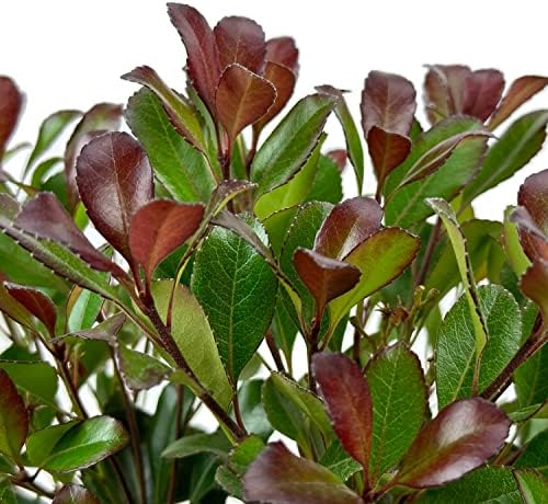 Monrovia Snowcap Indian Hawthorn, Live Evergreen Flowering Shrub, 3 Gallon - Image 6