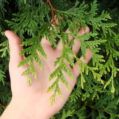 Brighter Blooms Thuja Green Giant Arborvitae, 5-6 ft. - Image 4