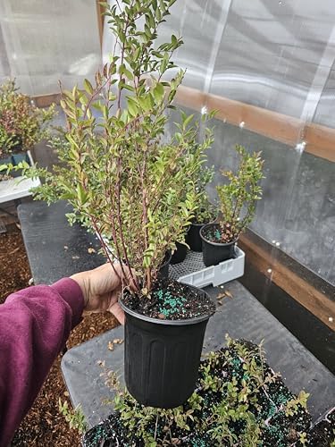 Live VACCINUM OVATUM Evergreen Huckleberry Shrub Plants, 2 Count, Outdoor, Full Sun, Well-Draining Soil (8, Xtra Large) by Unknown
