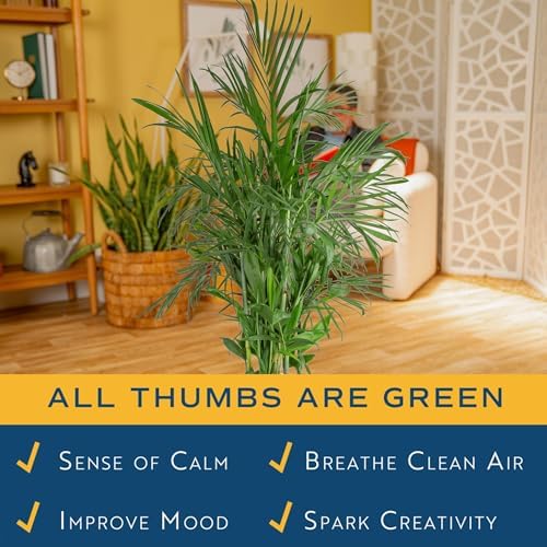 Costa Farms Bamboo Palm, Live Indoor Plant, Tropical Decor, Air Purifying - Image 5