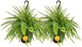 Costa Farms Boston Fern, Live Indoor Plant, Easy Care, Home Decor by Unknown