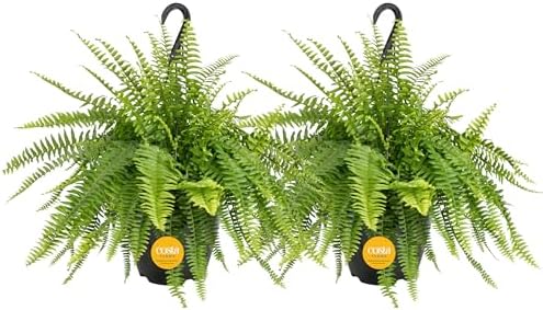 Costa Farms Boston Fern, Live Indoor Plant, Easy Care, Home Decor by Unknown