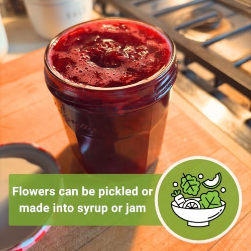 Sow Right Seeds - Roselle Hibiscus Seed for Planting Home Flower Garden - Image 6