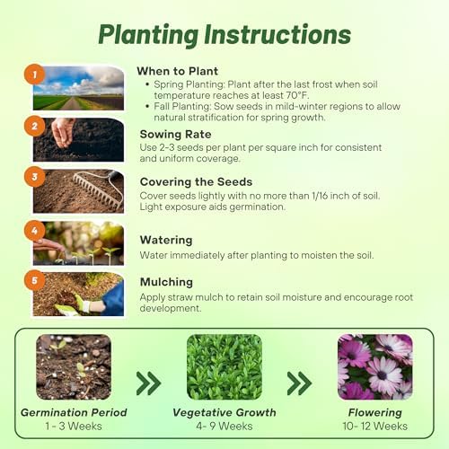 Outsidepride Akila Mix Osteospermum African Daisy Seeds - 10 Pcs. Perennial Flower Seeds for Planting Outdoors with Long-Lasting Blooms, Drought-Tolerant, Easy to Grow for Sunny Gardens & Borders - Image 4