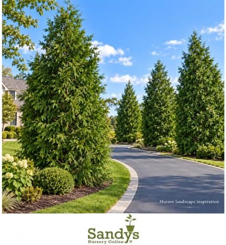 Thuja Green Giant Arborvitae Tree, 3 Inch Pot - Image 7