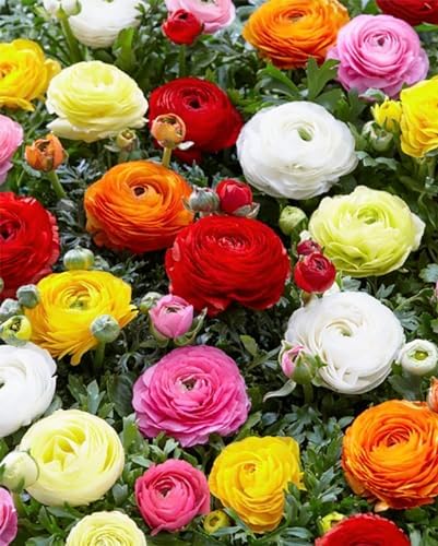 Orange French Peony Ranunculus, 12 Largest Size Corms - Image 3