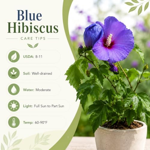 Blue Hibiscus Plant Live, Rose Hibiscus Flower Plant, Blue Purple Flowering Tropical Shrub, 4-8 Inch Tall, No Pot, No Ship TX - Image 5