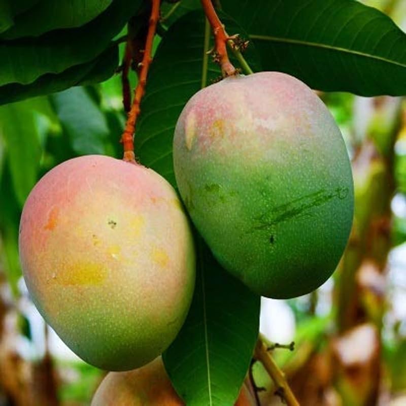 Yellow Mango Tree Live Plant, Tropical Fruit, 3 Gallon Pot - Image 2