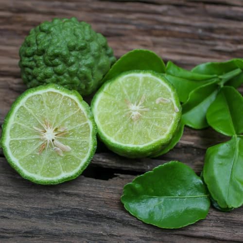 Kaffir Lime Tree - 2-4 Inch Tall Makrut/Thai Lime Live Plant - Potted Fruit Seedling - Citrus Hystrix - Image 4