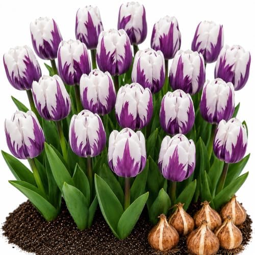 10 Flaming Flag Tulip Bulbs | Purple & White Flowers for Fall Planting by CZGrain