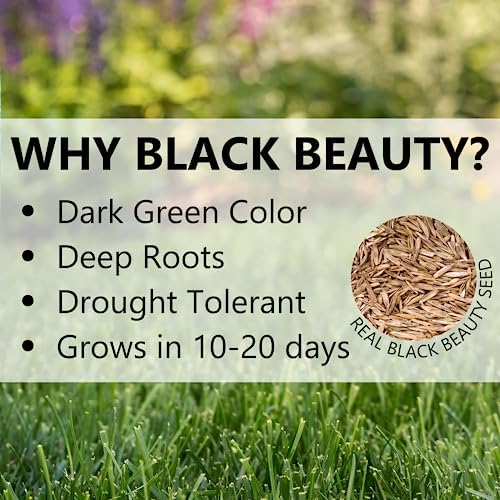 Jonathan Green Black Beauty Shady Nooks Grass Seed - 25 lb - Image 5