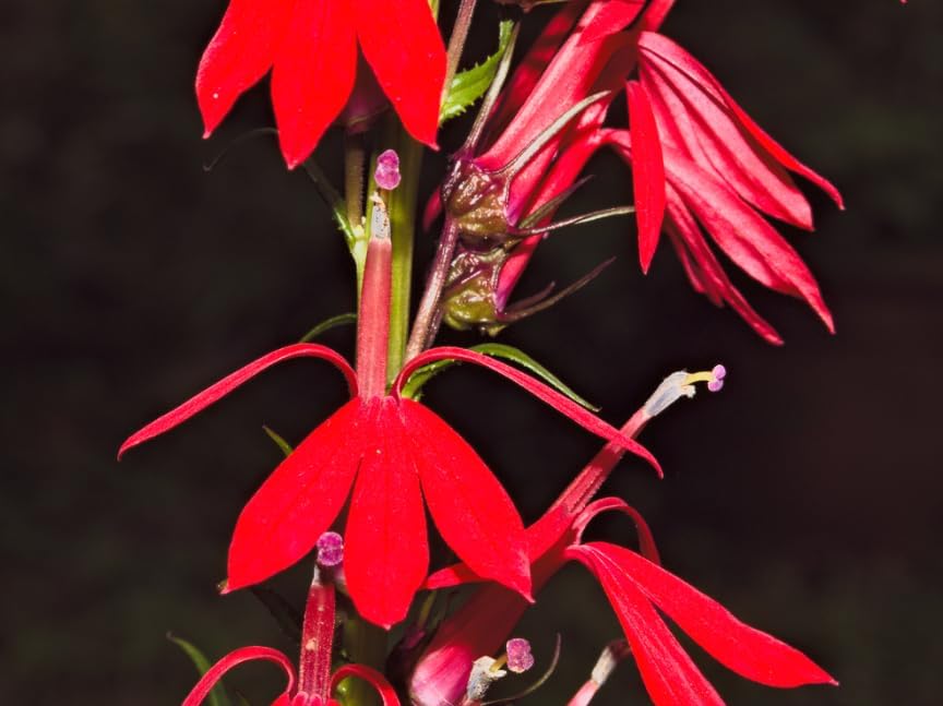 Red Cardinal Flower - Live Plant - Lobelia cardinalis - Vibrant Red Blooms, Attracts Hummingbirds Perennial, 3 Inch Pot, Traditional Medicinal & Garden Herb, Easy to Grow, Hardy Perennial - Image 6