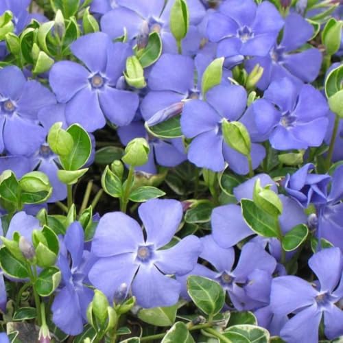 50 Vinca Periwinkle Plants Live, Outdoor Garden Flower Plant - Image 2