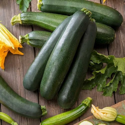 50+ Black Beauty Zucchini Seeds for Planting - Non-GMO Heirloom Vegetable Garden - Summer Squash - Classic Zucchini Seeds - Image 5