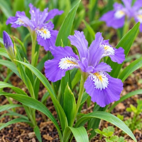 5 Dwarf Crested Iris Flowers - Rhizomes/Roots - Live Plants - Image 3