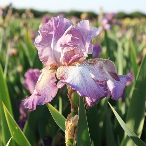 Easy to Grow Bearded Iris Wine Festival 9 Plant Bulbs - Multicolor Lavender & Plum Flowers Spring to Fall, Full Sun Low Maintenance Zones 3-10 - Image 2