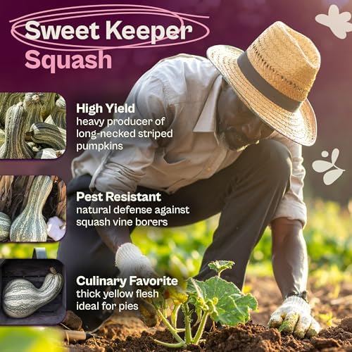 SVI 35 Cushaw Green Striped Pumpkin Seeds (Cucurbita mixta) – Cushaw Squash, Non GMO Winter Squash Seed Packets – Heirloom Vegetable Seeds for Planting Outdoors in Home Garden & Raised Beds - Image 3