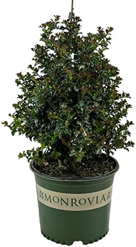 Monrovia Red Beauty Holly, Live Evergreen Shrub, 3 Gallon by BloomingBeautiful