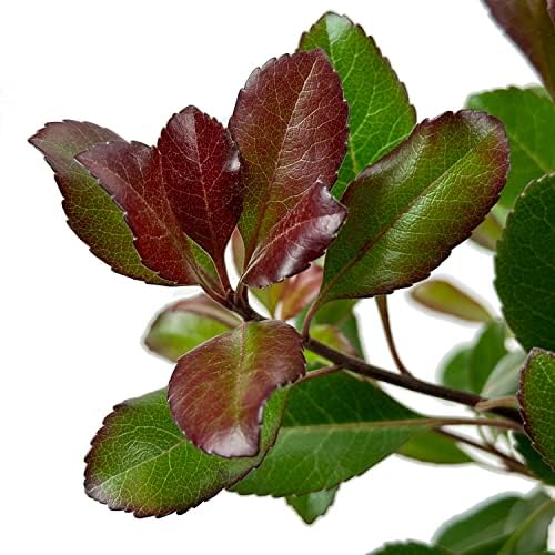 Monrovia Snowcap Indian Hawthorn, Live Evergreen Flowering Shrub, 3 Gallon - Image 3