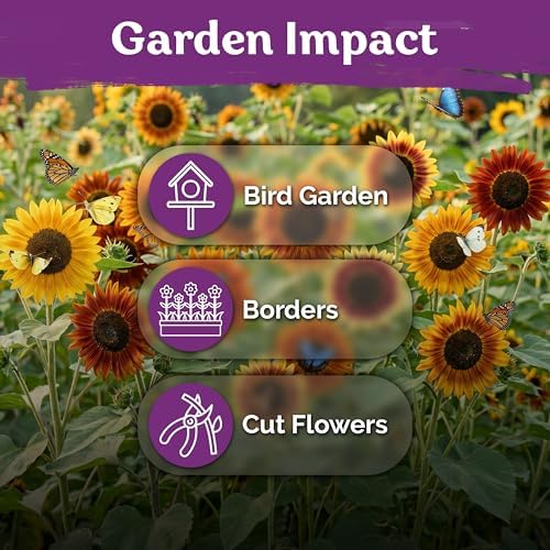 125 Autumn Beauty Mix Sunflower Heirloom Flower Seeds, Helianthus Annuus - Image 6