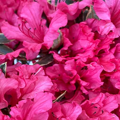 Arctic Rose Azalea, Live Evergreen Flowering Shrub, 3 Gallon - Image 3