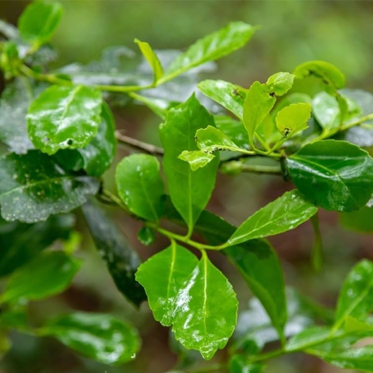 Yerba Mate Tea Plant (4 Pack) | Real Live Plant for Sale | Perfect for Tea Lovers | Hardy and Easy to Grow for Planting | Grow Organic Tea Leaves at Home | Great for Indoor or Outdoor Gardens - Image 2